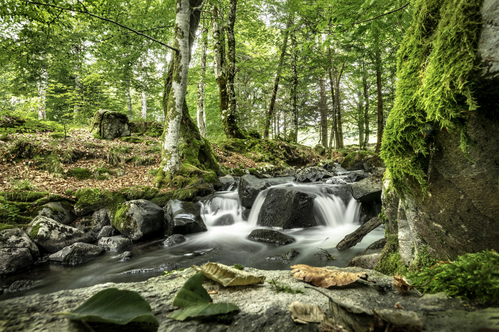 Cours d'eau en forêt d'Aubrac - Bruno Calendini