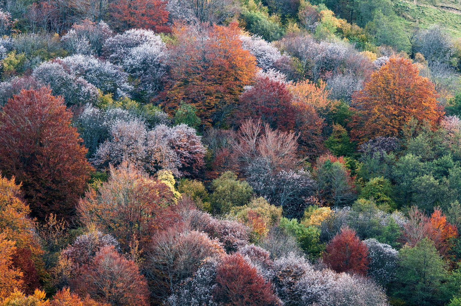 Forêt des Picades, Aubrac. R. Dengreville.