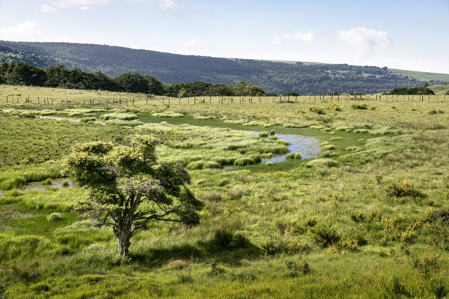 Zone humide sur l'Aubrac