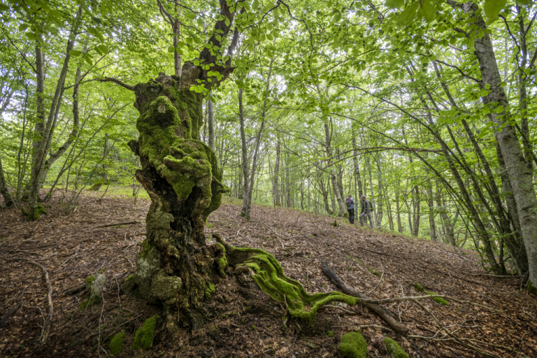 Vieil arbre dans les Boraldes de l'Aubrac