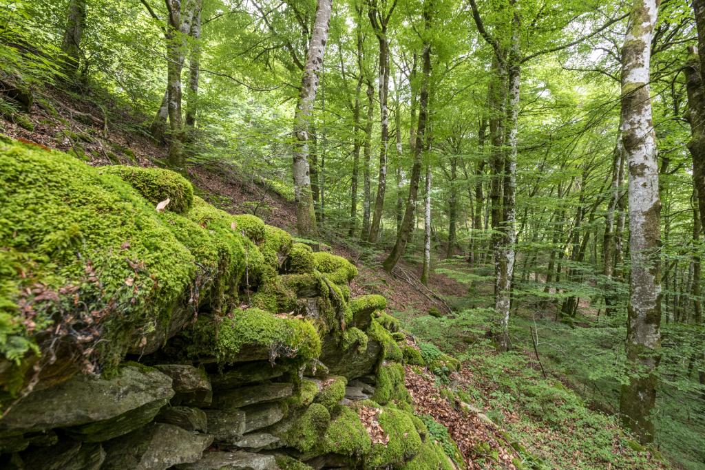 Forêt des Boraldes de l'Aubrac