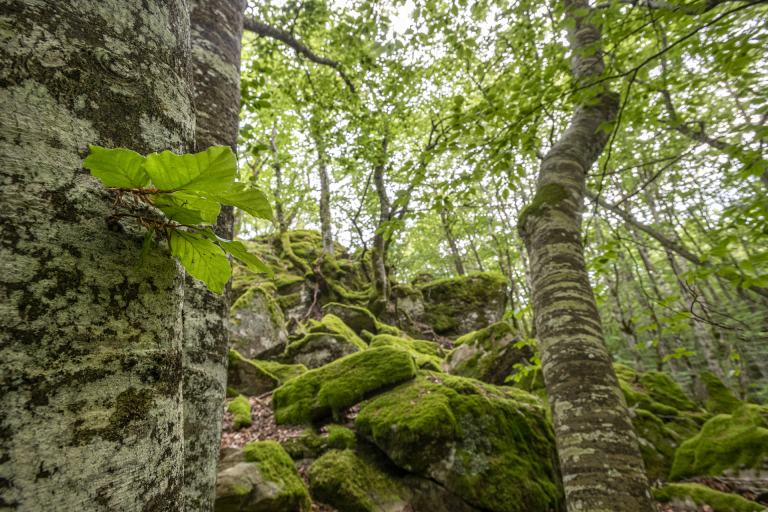 Forêt de hêtres.