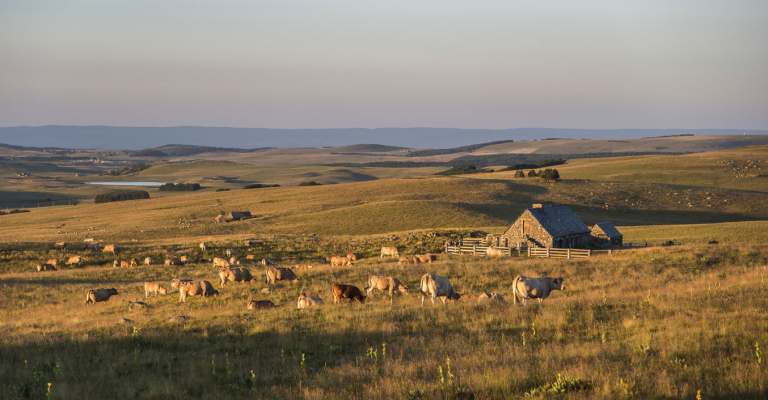 Le plateau ouvert de l'Aubrac - André Méravilles