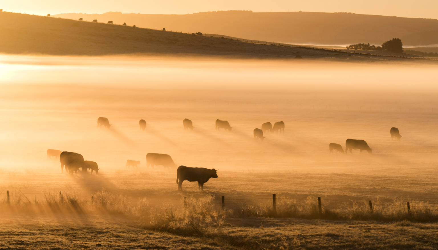 Plateau de l'Aubrac - Renaud Dengreville