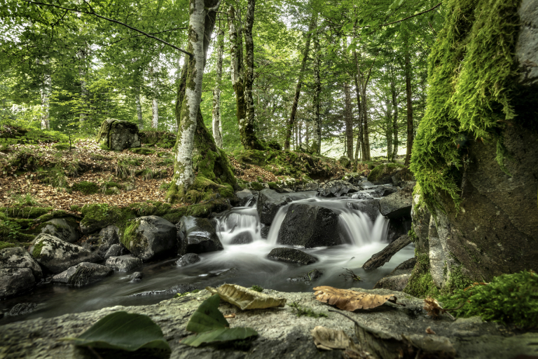 Ruisseau dans une forêt de l'Aubrac