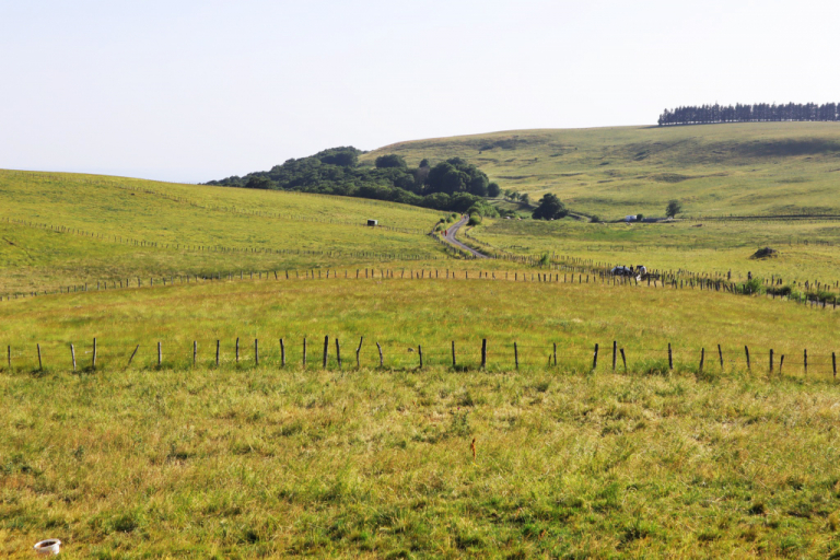 Clairière des Enguilhens - Aubrac