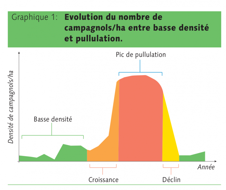 Cycle de pullulation du campagnol terrestre