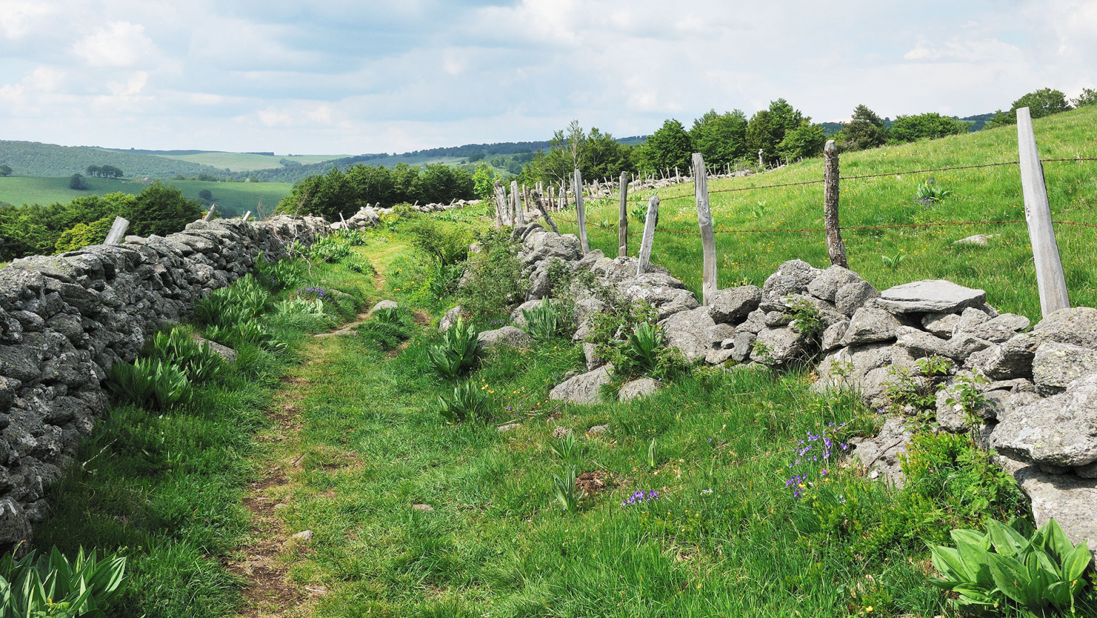 Draille sur l'Aubrac , chemin de transhumance