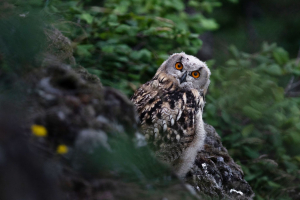 Les rapaces au château d’Alleuze
