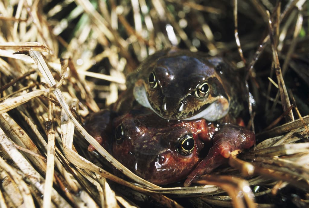 Grenouilles rousses - Renaud Dengreville