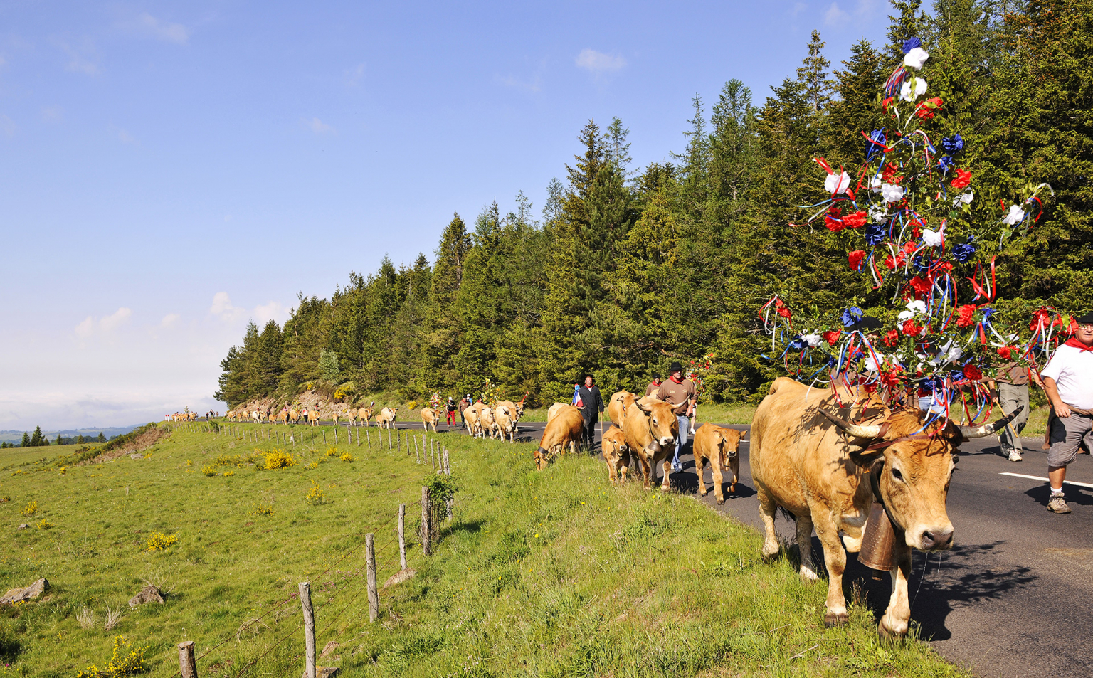 Transhumance à Aubrac - Jean-Denis Auguy