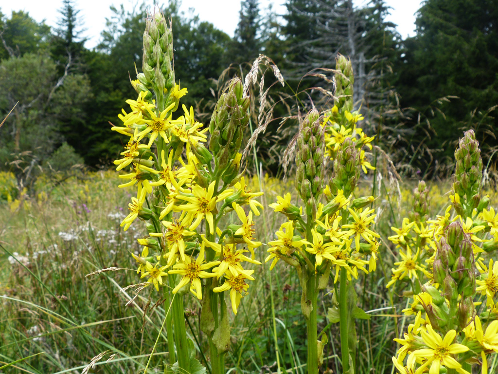 Ligulaire de Sibérie - PNR Aubrac