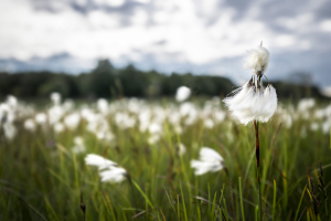 La flore des zones humides