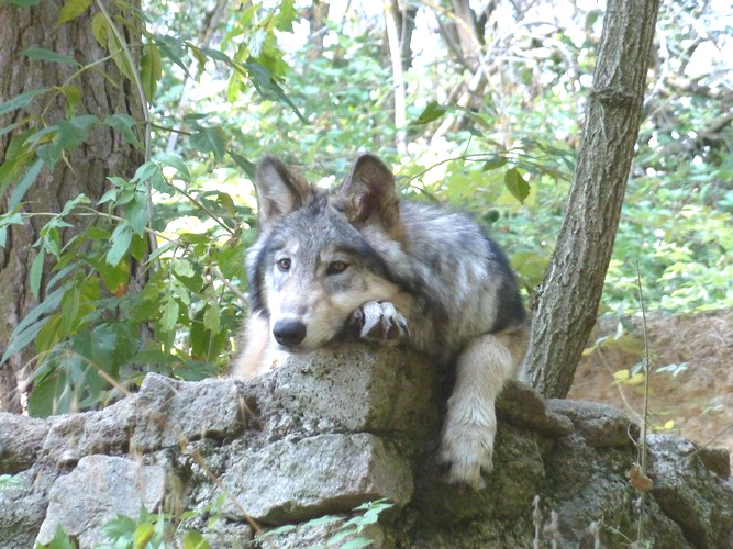 Les loups du Gévaudan - OT Aubrac lozérien, Sylvain Macchi