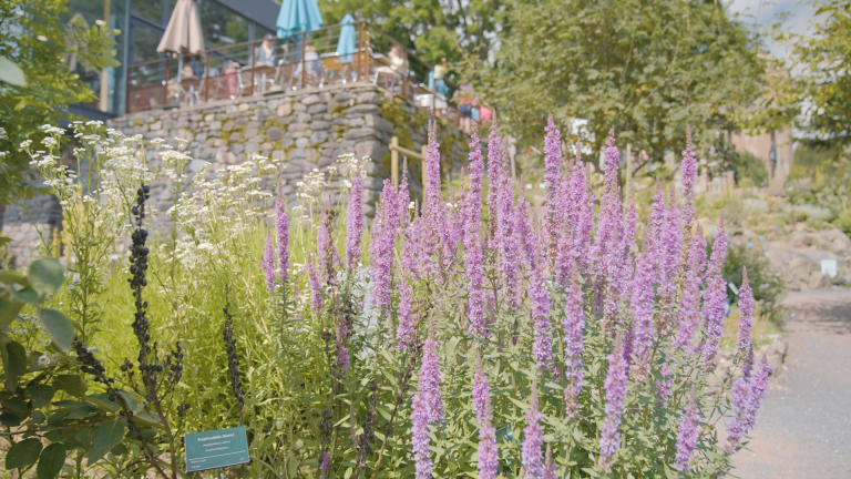 Le jardin botanique d'Aubrac - Hipolito