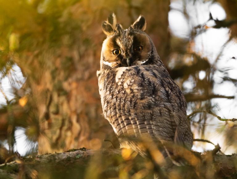 Hibou moyen Duc - Théo Bonnefous