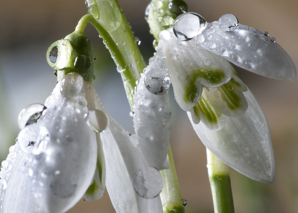 Perce-neige - Renaud Dengreville