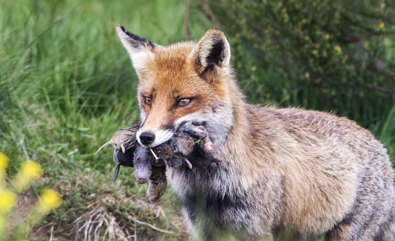 Renard, taupe et campagnols - Renaud Dengreville