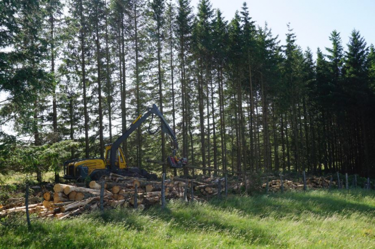 Restauration d'une bande boisée à Nasbinals