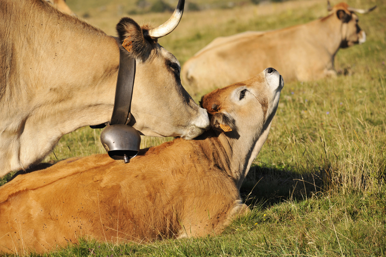 Une vache Aubrac et son veau - Jean-Denis Auguy