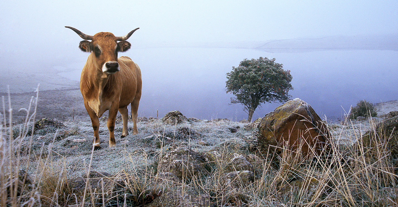 Vache aubrac dans les frimas du haut plateau de l'Aubrac - Renaud Dengreville