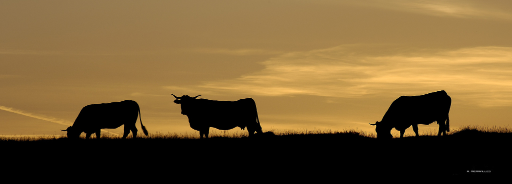 Vaches aubrac en estives - A. Méraville - OT Aubrac Laguiole
