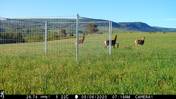 Enclos-exclos - PNR Aubrac