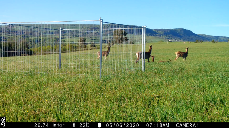 Enclos-exclos installés par le Parc naturel régional de l'Aubrac