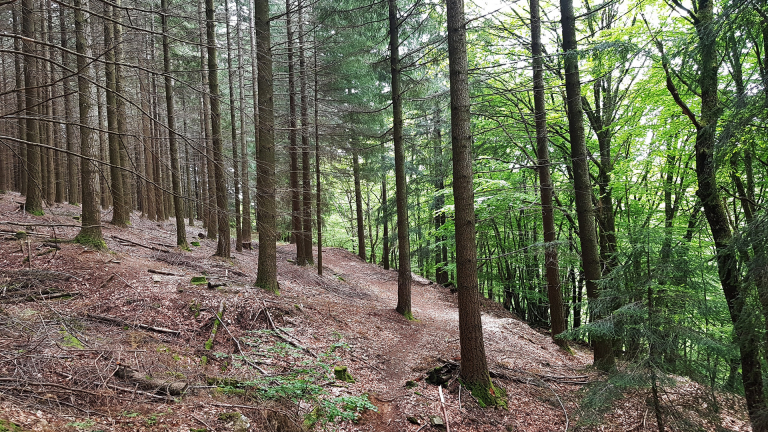 Charte Forestière de l'Aubrac - PNR Aubrac