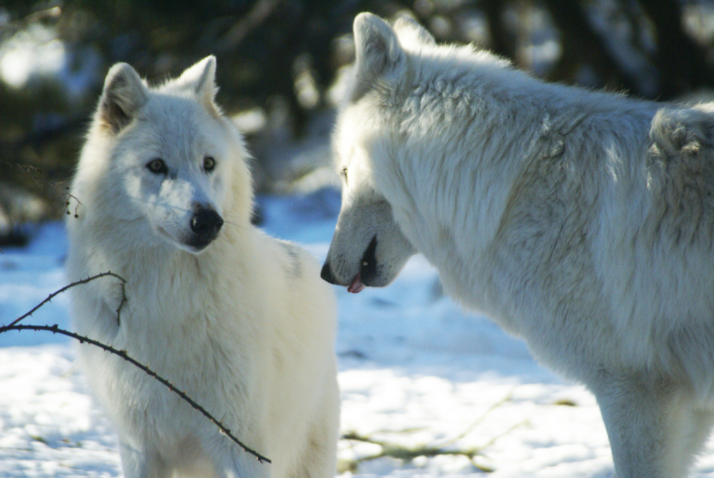 Les loups du Gévaudan - Parc naturel régional de l'Aubrac