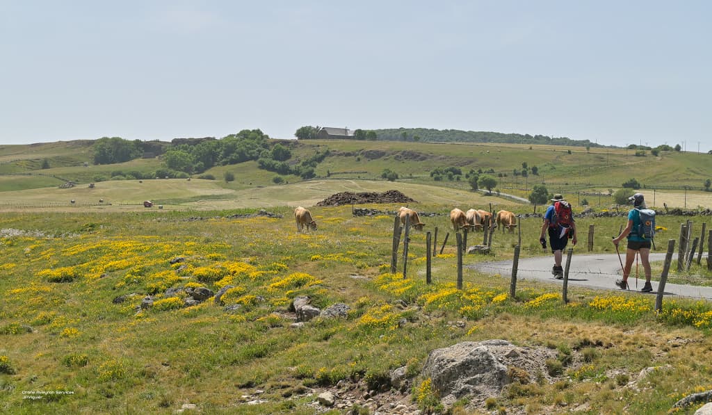 Randonner sur l'Aubrac - JP Viguier