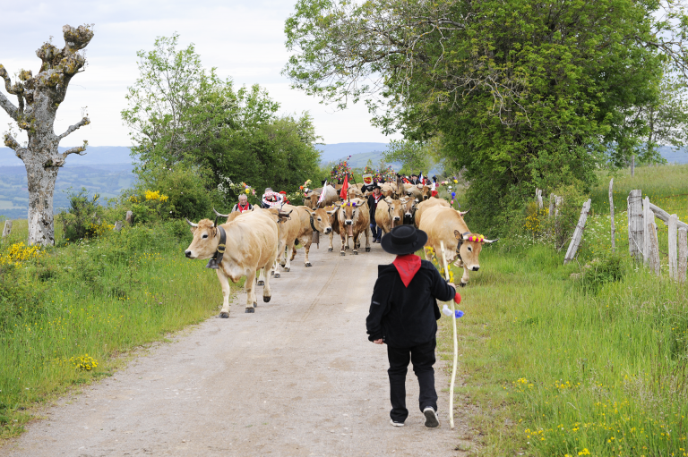 Tranhumance en Aubrac - JD Auguy