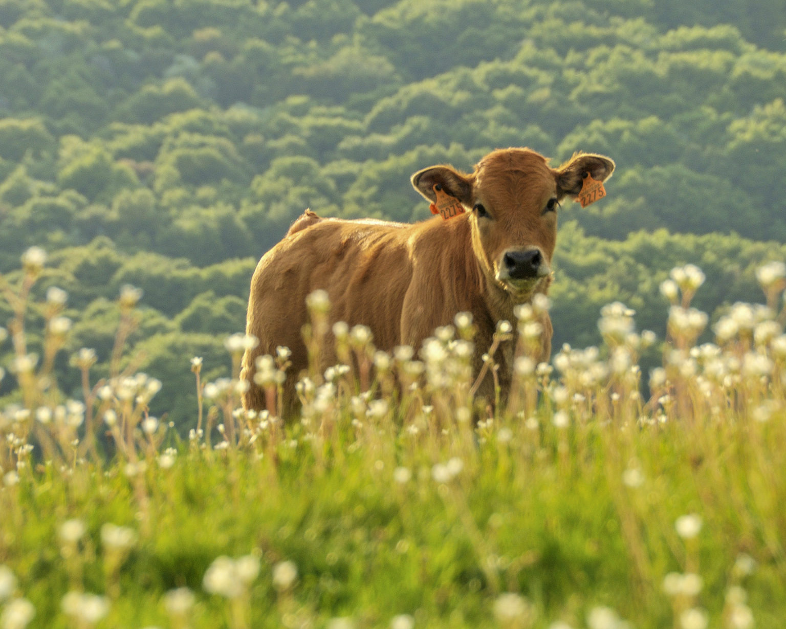 Veau aubrac en estive - A. Méraville - OT Aubrac Laguiole