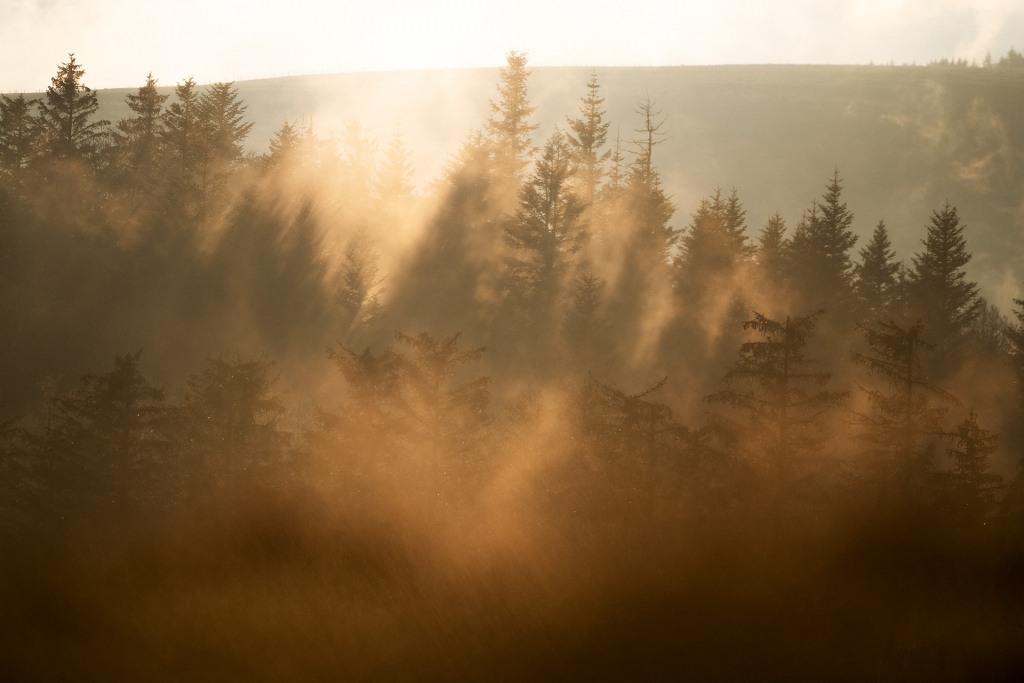 Vieille forêt de l'Aubrac - Théo Bonnefous