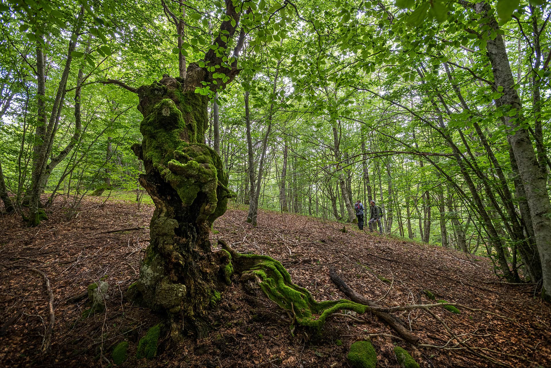Forêt ancienne en Aubrac - Bruno Calendini