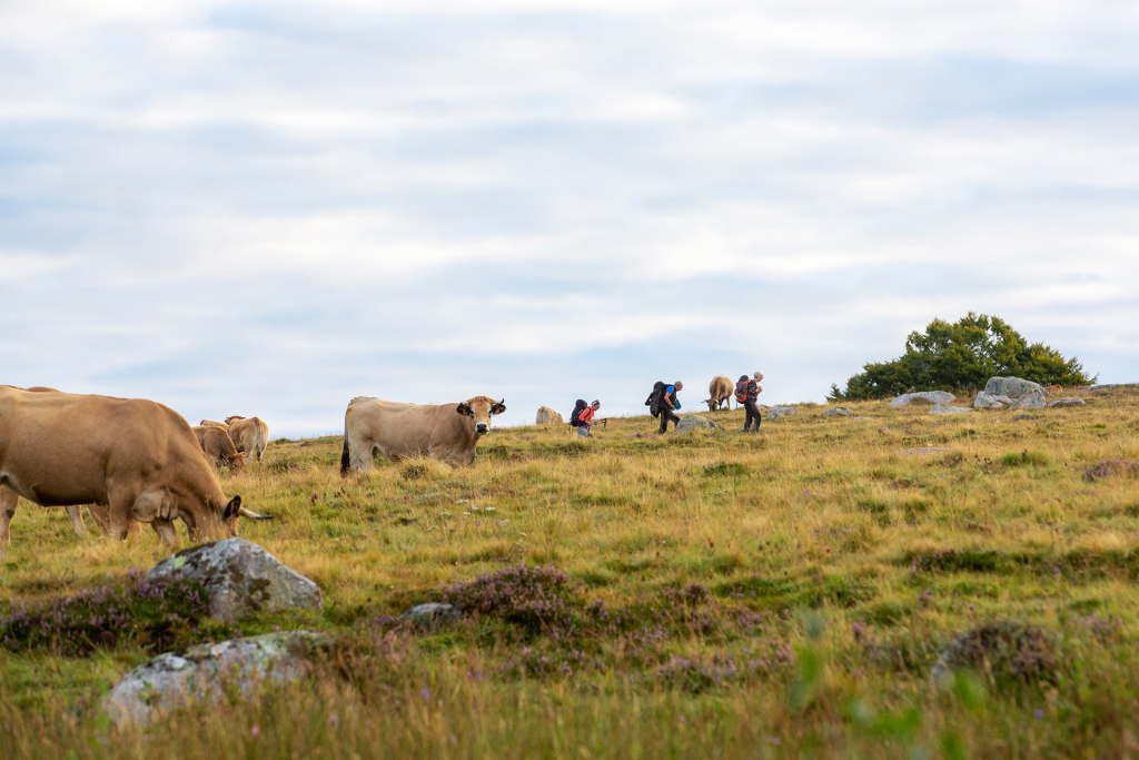 Randonnée sur l'Aubrac - Benoit Colomb - PACT Aubrac