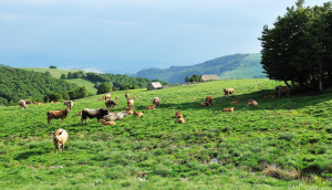 À la découverte des estives de l’Aubrac