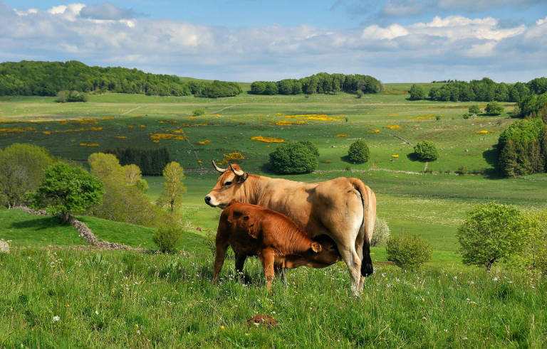Vache aubrac allaitante - André Méravilles