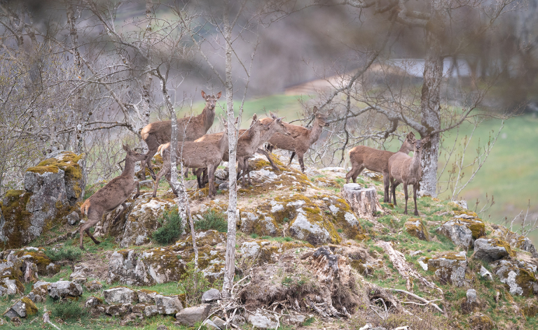Biches - Théo Bonnefous