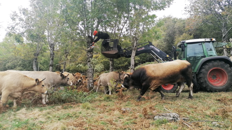 Elagage de frêne pour l'alimentation des troupeaux - PNR Aubrac