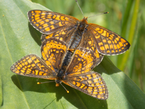 Les ailes légères !