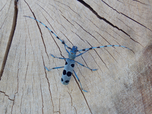 Les insectes gardiens de l’équilibre de nos forêts