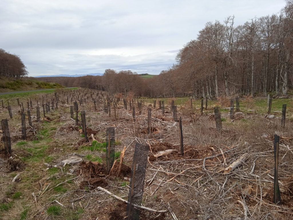 Chantier de la Bande boisée du Trap à Curières - PNR Aubrac