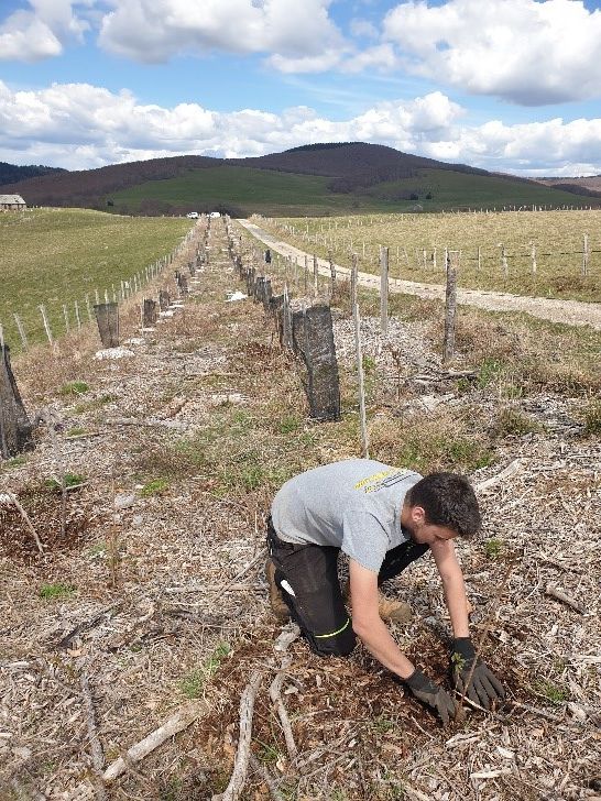 Replantation de la bande boisée de Condom d'Aubrac - avril 2023 - PNR Aubrac