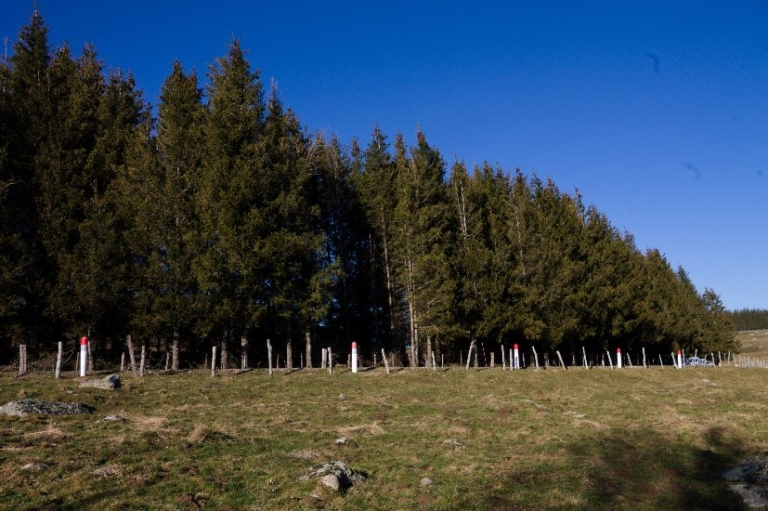 Replantation de la bande boisée de Condom d'Aubrac - avril 2023 - PNR Aubrac