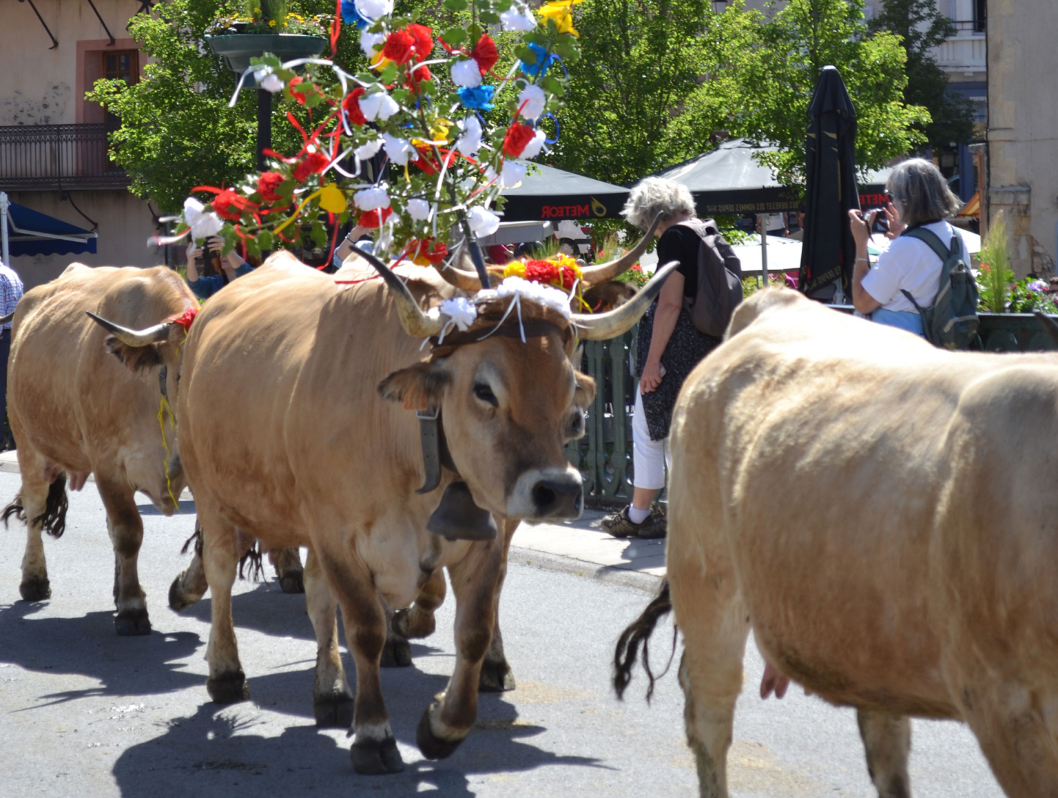 La transhumance de Saint Geniez d'Olt et d'Aubrac - OT Causses Aubrac