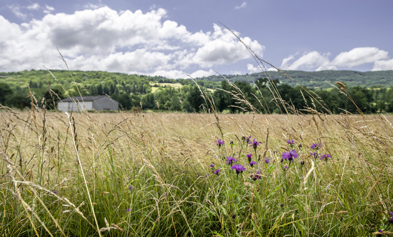 Prairie en Aubrac - B. Calendini