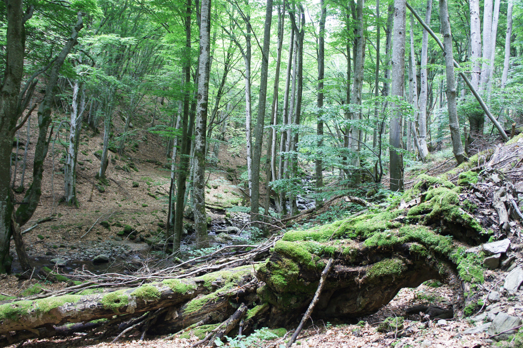 Bois des Hourcières - Saint Geniez d'Olt et d'Aubrac - CNPF