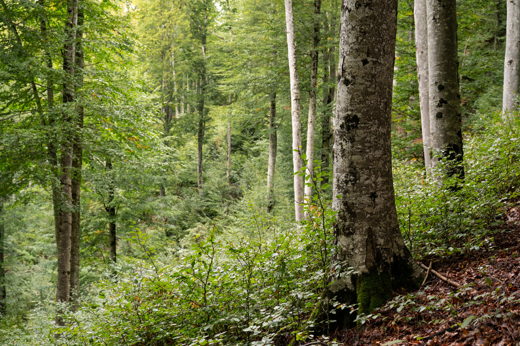 Bois de Liandis - B. Gremen