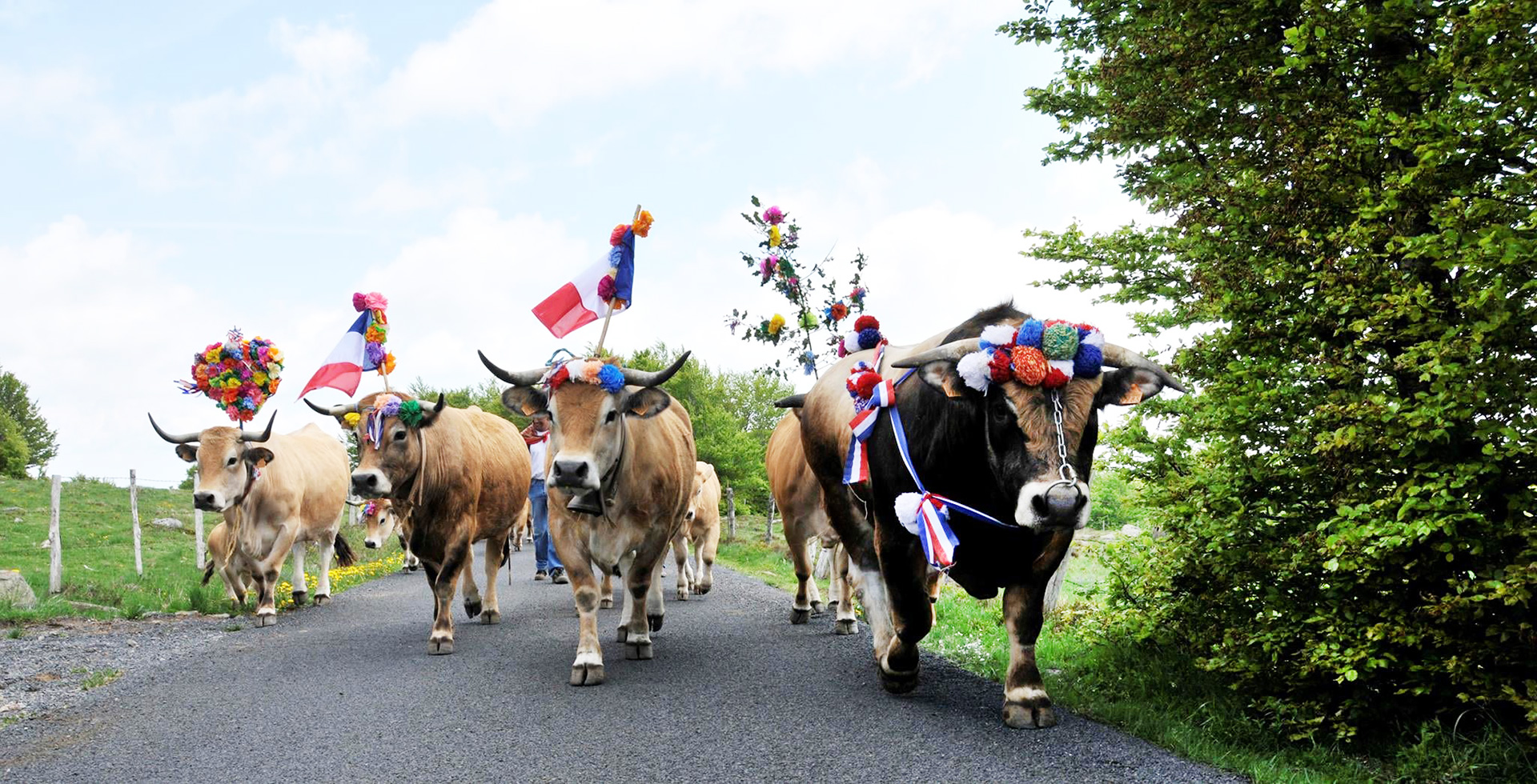 La transhumance du col de Parc naturel régional de l'Aubrac